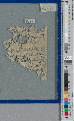 Vorschaubild von Fragment