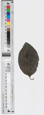 Vorschaubild von [Herbarium: gepresstes Blatt]