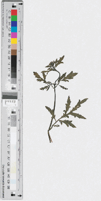Vorschaubild von [Herbarium: vermutlich: "Ruta canina", Scrophularia canina, gepresster Hunds-Braunwurz]