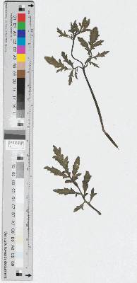 Vorschaubild von [Herbarium: vermutlich: "Ruta canina", Scrophularia canina, gepresster Hunds-Braunwurz]
