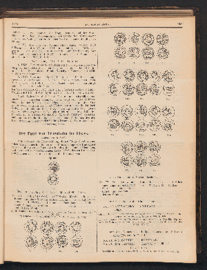 Vorschaubild Seite 1955