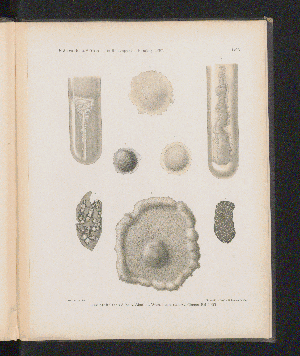 Vorschaubild von [[Über die Beulenpest in Bombay im Jahre 1897]]