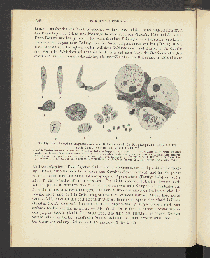 Vorschaubild von [Atlas und Lehrbuch wichtiger tierischer Parasiten und ihrer Überträger]