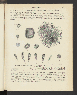 Vorschaubild von [Atlas und Lehrbuch wichtiger tierischer Parasiten und ihrer Überträger]