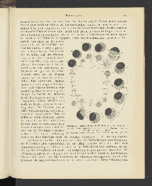 Vorschaubild von [Atlas und Lehrbuch wichtiger tierischer Parasiten und ihrer Überträger]