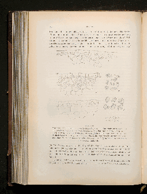 Vorschaubild von [Botanisch-mikroskopischer Teil]