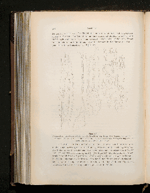 Vorschaubild von [Botanisch-mikroskopischer Teil]