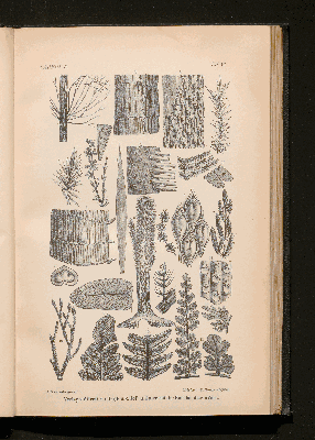 Vorschaubild von [[Lehrbuch der Geologie]]