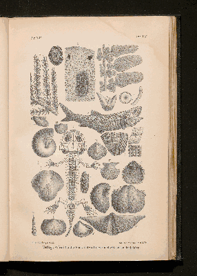 Vorschaubild von [[Lehrbuch der Geologie]]