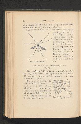 Vorschaubild von [Insect life]