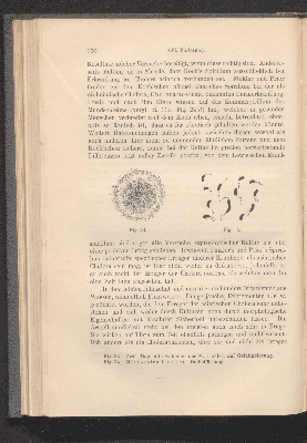 Vorschaubild von [A. de Bary's Vorlesungen über Bakterien]