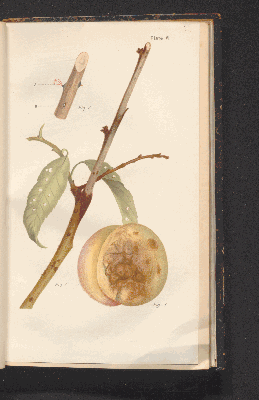 Vorschaubild von [Fungus diseases of stone-fruit trees in Australia and their treatment]