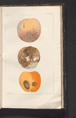 Vorschaubild von [Fungus diseases of stone-fruit trees in Australia and their treatment]
