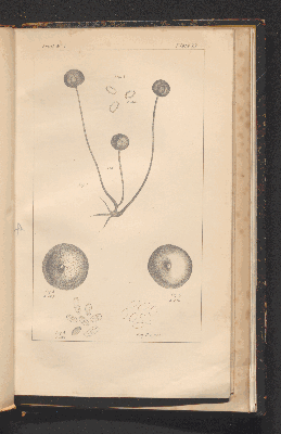 Vorschaubild von [Fungus diseases of stone-fruit trees in Australia and their treatment]