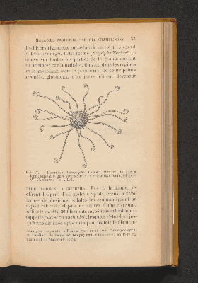 Vorschaubild von [Les maladies parasitaires de la vigne]