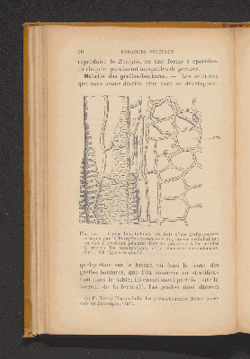 Vorschaubild von [Les maladies parasitaires de la vigne]