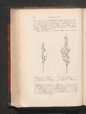 Vorschaubild von [Plantepatologi]