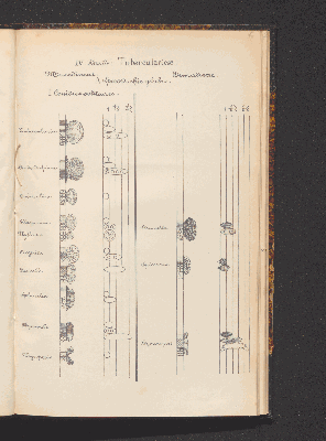 Vorschaubild von [Comprenant les Sphæropsideæ, Melanconieæ, Hyphomycètes]