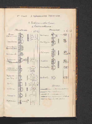 Vorschaubild von [Comprenant les Sphæropsideæ, Melanconieæ, Hyphomycètes]