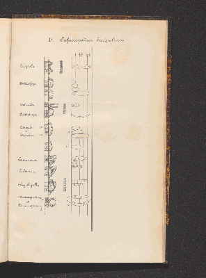 Vorschaubild von [Comprenant les Sphæropsideæ, Melanconieæ, Hyphomycètes]