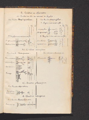 Vorschaubild von [Comprenant les Sphæropsideæ, Melanconieæ, Hyphomycètes]