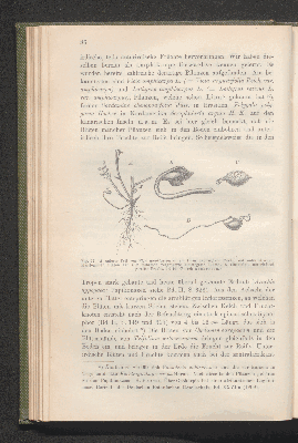 Vorschaubild von [Biologie der Pflanzen]