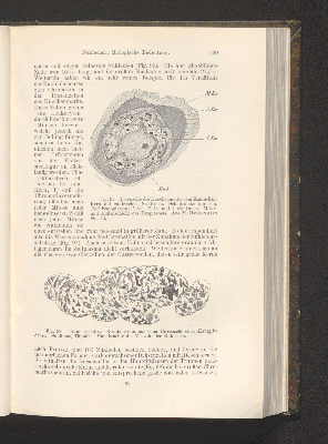 Vorschaubild von [Die Grundlagen der mikroskopischen Anatomie, die Kerne, die Centren und die Granulalehre]