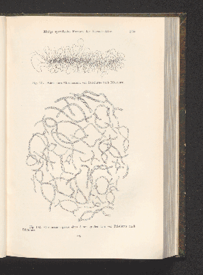 Vorschaubild von [Die Grundlagen der mikroskopischen Anatomie, die Kerne, die Centren und die Granulalehre]