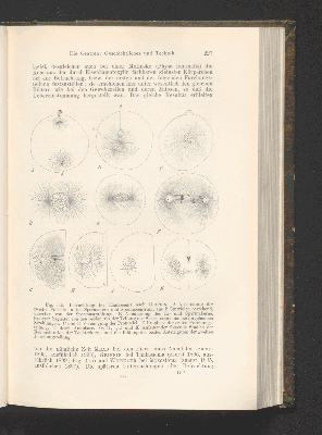 Vorschaubild von [Die Grundlagen der mikroskopischen Anatomie, die Kerne, die Centren und die Granulalehre]