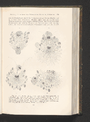 Vorschaubild von [Die Grundlagen der mikroskopischen Anatomie, die Kerne, die Centren und die Granulalehre]