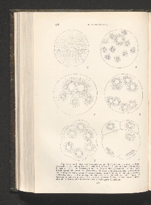 Vorschaubild von [Die Grundlagen der mikroskopischen Anatomie, die Kerne, die Centren und die Granulalehre]