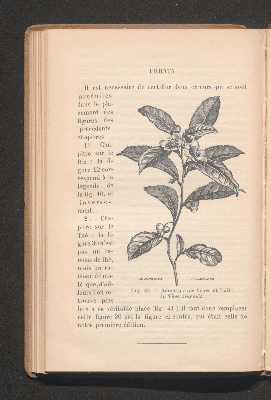 Vorschaubild von [Plantes à condiments et plantes médicinales]