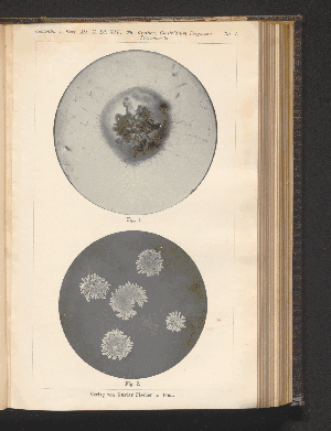 Vorschaubild von [[Zentralblatt für Bakteriologie, Parasitenkunde und Infektionskrankheiten]]