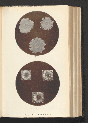 Vorschaubild von [[Zentralblatt für Bakteriologie, Parasitenkunde und Infektionskrankheiten]]