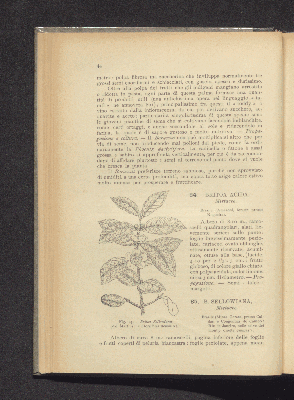 Vorschaubild von [Frutti tropicali e semitropicali (esclusi gli agrumi)]