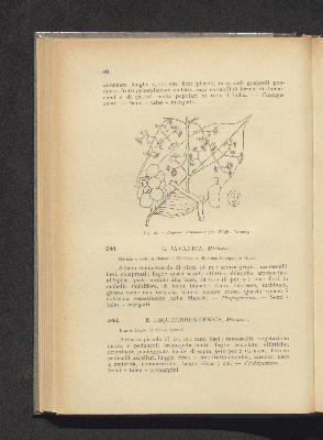 Vorschaubild von [Frutti tropicali e semitropicali (esclusi gli agrumi)]