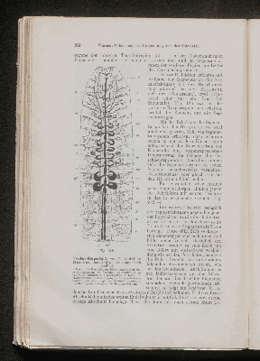 Vorschaubild von [[Lehrbuch der vergleichenden Anatomie]]