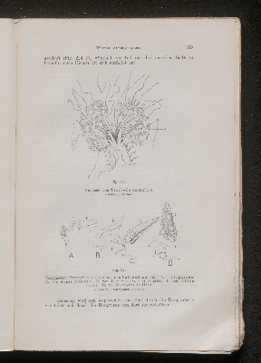 Vorschaubild von [[Lehrbuch der vergleichenden Anatomie]]