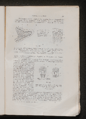 Vorschaubild von [[Lehrbuch der vergleichenden Anatomie]]