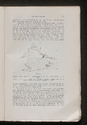 Vorschaubild von [[Lehrbuch der vergleichenden Anatomie]]