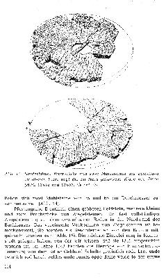 Vorschaubild Seite 114