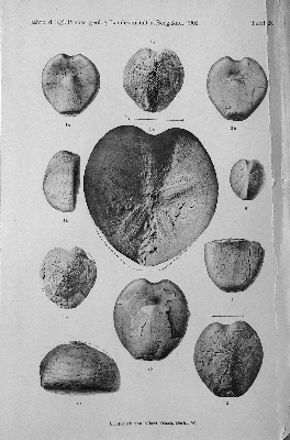 Vorschaubild von [[Jahrbuch der Königlich Preußischen Geologischen Landesanstalt und Bergakademie zu Berlin]]