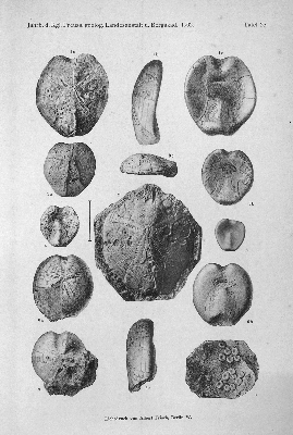 Vorschaubild von [[Jahrbuch der Königlich Preußischen Geologischen Landesanstalt und Bergakademie zu Berlin]]