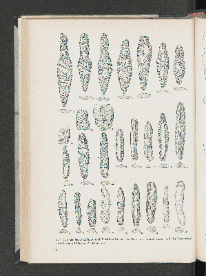 Vorschaubild von Taf. 1. 1 - 24 Feuerschläger und Pyritknollen aus Gräbern der Steinbronze- und der Bronzezeit in Schleswig-Holstein. Maßstab 1:2.