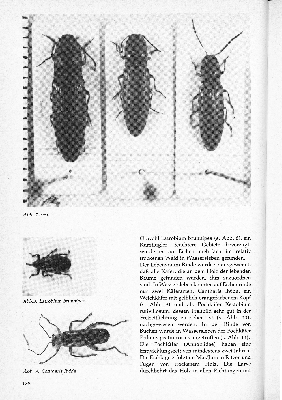 Vorschaubild Seite 138