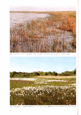 Vorschaubild von Abb. 6: Uferbereich des Lister Koogs 1995, Laichplatz des Moor- und Grasfrosches. Foto: Grosse