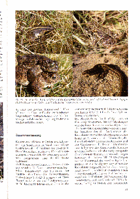 Vorschaubild von Abb. 16: Der Moorfrosch (oben links) und die Kreuzkröte (oben rechts) sind auf Sylt akut bedroht, dagegen sind Erdkröte (unten links) und Waldeidechse (unten rechts) sehr häufig.