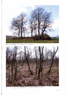 Vorschaubild von Abb. 1: Megalithgrab bei Birkenmoor (Foto: A. Reinke)