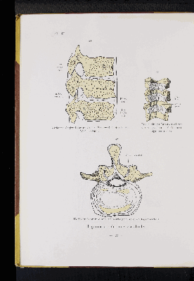 Vorschaubild von [Atlas zur Skelettlehre]