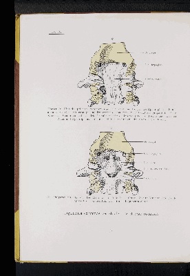 Vorschaubild von [Atlas zur Skelettlehre]